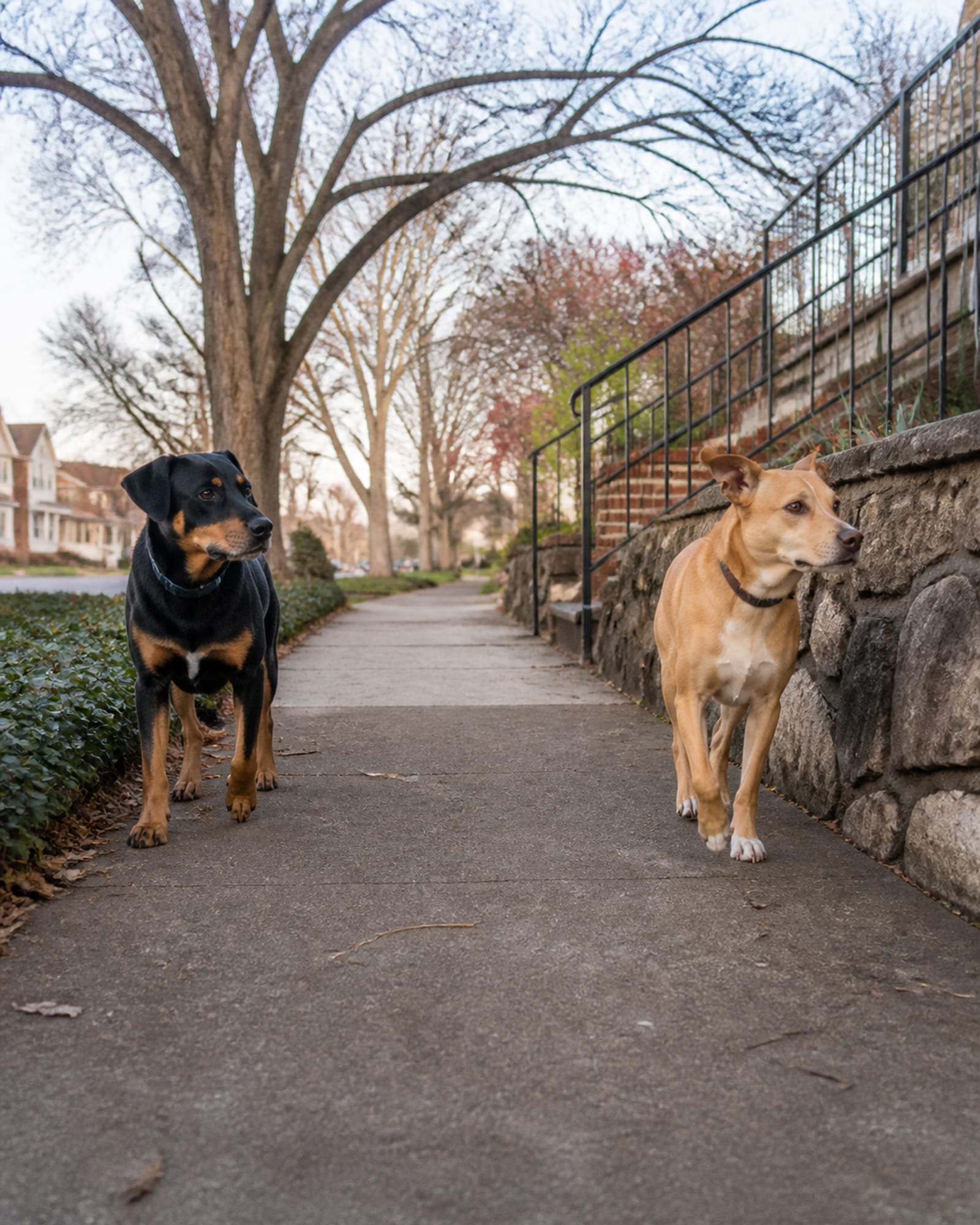 Two adult dogs walking parallel on opposite sides of a path, neither straining toward the other.