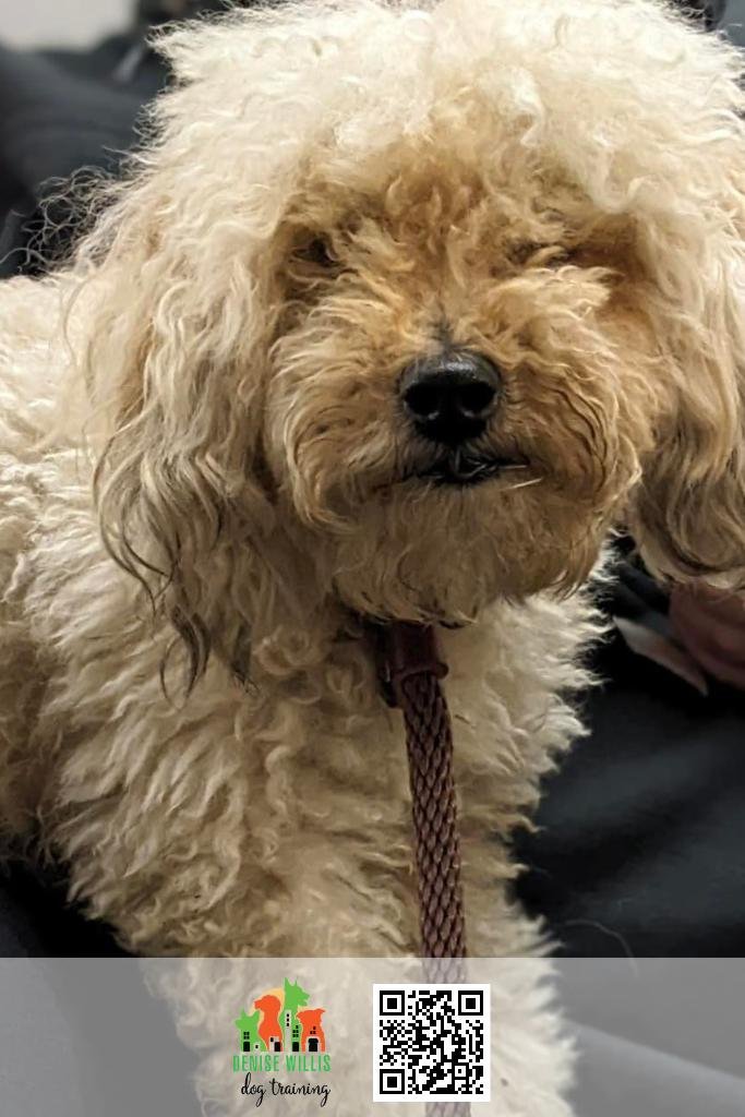 How to Pick a Dog Trainer in Maryland in 2023 DW Dog Training