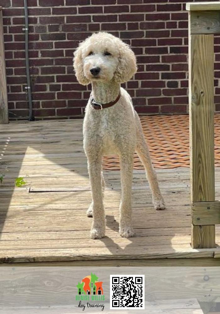 Baltimore Dog Training DW Dog Training