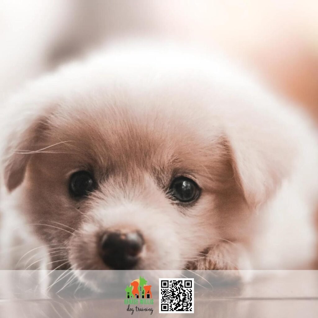 Puppy Trainer DW Dog Training