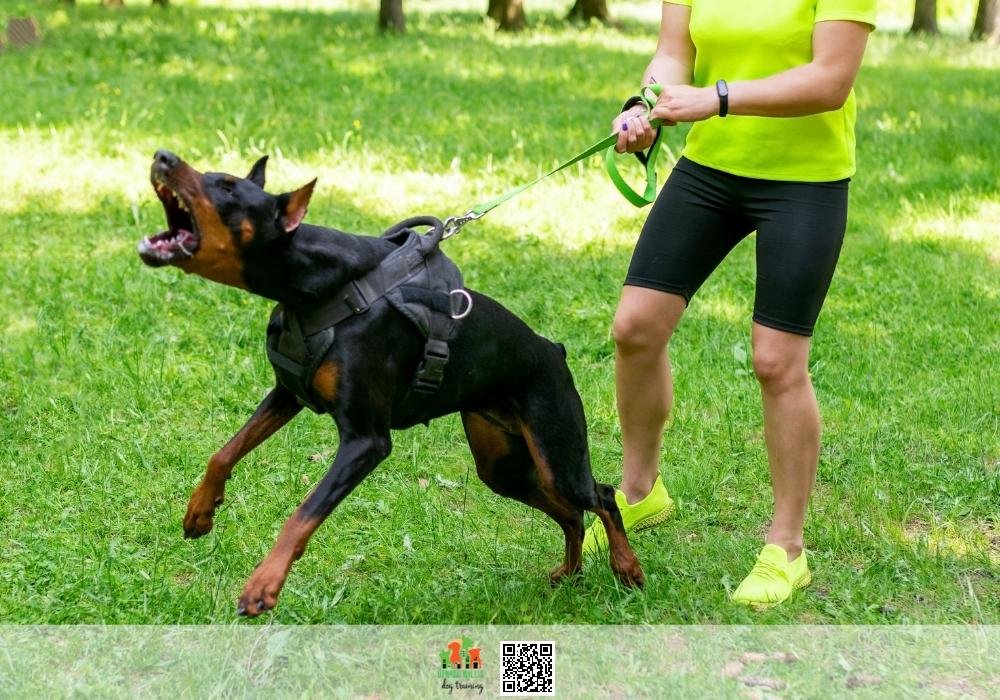 Nip Dog Aggression in the bud with our dog training services