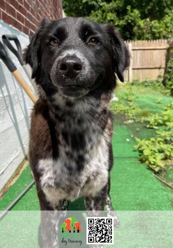 Baltimore Dog Training DW Dog Training